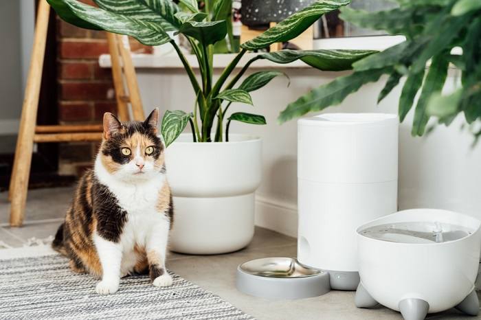 Das Bild zeigt einen Katzenfutterautomaten, der sich auf Basis des Mikrochips der Katze öffnet und so einen kontrollierten Zugang zum Futter ermöglicht und andere Haustiere davon abhält, darauf zuzugreifen.