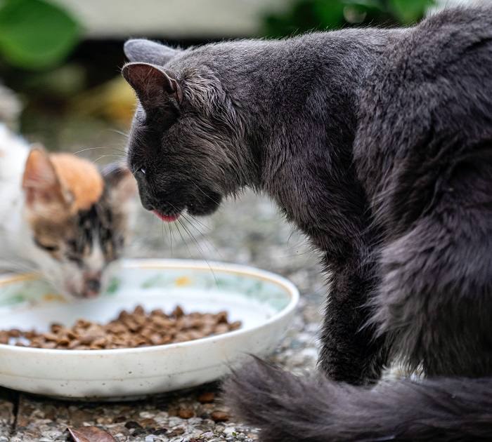 Wettbewerb für Katzenfutter für mehrere Katzen.