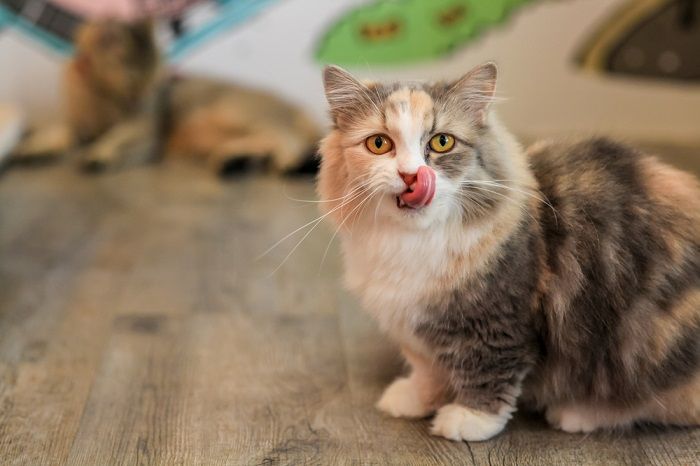 Ein liebenswertes Bild einer Munchkin-Katze, die sich nach dem Essen begeistert die Lippen leckt und so ihr bezauberndes und lebhaftes Essverhalten zur Schau stellt.