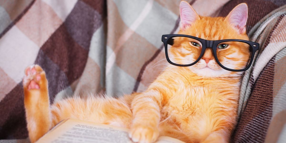 Katze mit Lesebrille, vertieft in ein Buch, symbolisiert eine skurrile und intellektuelle Szene.