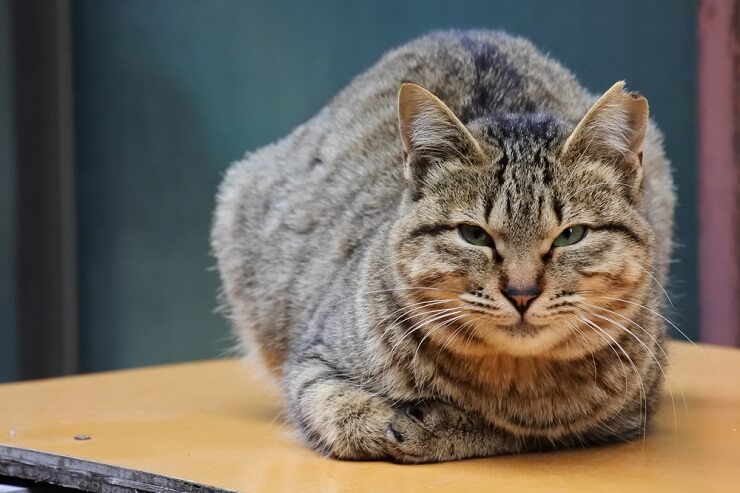 Eine Katze mit neutralen Ohren und gelassenem Gesichtsausdruck, weder besonders wachsam noch entspannt, sondern mit einer Ausstrahlung ruhiger Aufmerksamkeit.