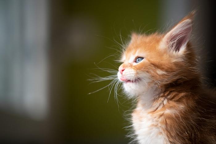 Bild, das eine „blökende“ Katze zeigt, bei der die Zunge leicht heraushängt, ein Verhalten, das oft Belustigung und Bewunderung hervorruft.