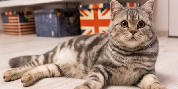 145 beste britische Katzennamen: Unsere Top-Tipps für Ihre Katze mit Bedeutung