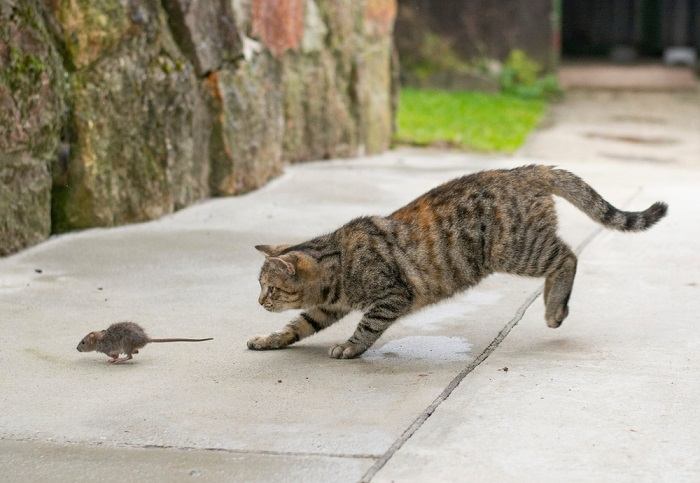 Bild, das zeigt, wie die Lautäußerungen von Katzen Geräusche imitieren können, die denen ihrer Beute ähneln, und so ihren Jagdinstinkt und ihre Kommunikationsmethoden unterstreicht.