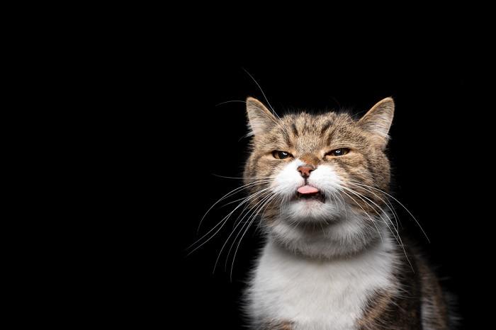 Das Bild zeigt eine Katze mit wundem Maul und verdeutlicht die möglichen Beschwerden und gesundheitlichen Probleme, die durch Probleme im Maulbereich entstehen können.