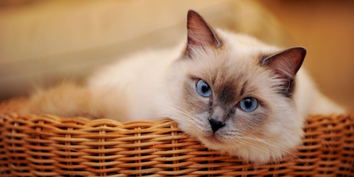 Anmutige weiße Katze mit faszinierenden blauen Augen.