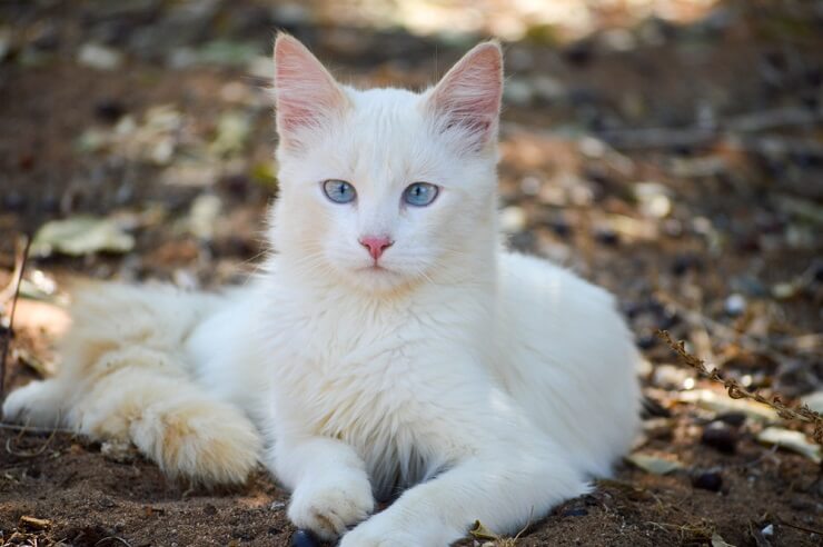 Bild, das eine atemberaubende amerikanische Katze mit markanten Gesichtszügen zeigt.