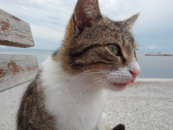 Bezauberndes Bild einer Katze in verspielter „Blep“-Pose mit hinreißend heraushängender Zunge, das einen skurrilen und niedlichen Moment einfängt.