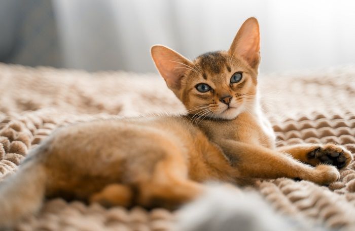 Wunderschöne braune Katze mit einzigartiger Fellfarbe und markanten Gesichtszügen.