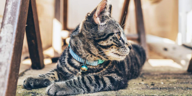 Weihnachts-Katzenhalsband Mit Glöckchen & QR-Code – Personalisierbar, Sicher