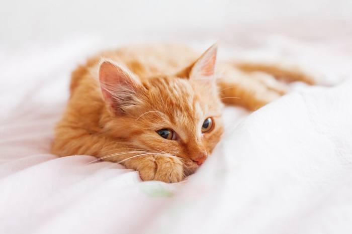 Friedliche Szene einer Katze, die gemütlich unter einer Decke liegt, fest schläft und ein Gefühl der Behaglichkeit ausstrahlt.