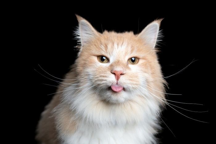 Fesselndes Bild einer Katze in der „Blep“-Pose mit heraushängender Zunge, das ein entzückendes und eigenartiges Katzenverhalten zur Schau stellt.