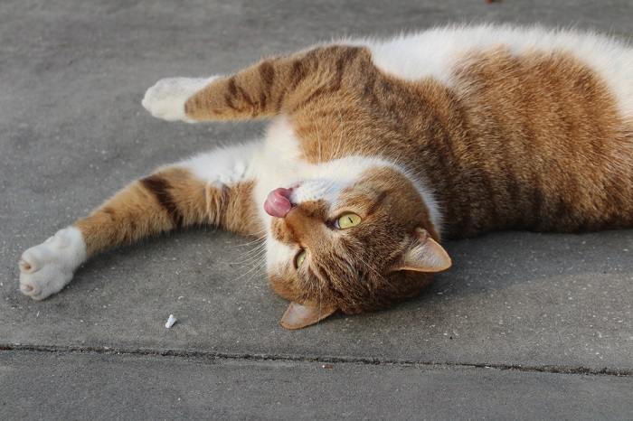 Bezauberndes Bild einer Katze mit „Blep“-Ausdruck und spielerisch heraushängender Zunge, das einen entzückenden und skurrilen Moment einfängt.