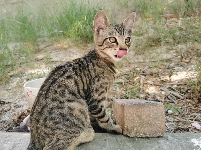 Bild einer Katze in einer süßen „Blep“-Pose, bei der die Zunge spielerisch heraushängt und einen entzückenden und liebenswerten Moment zeigt.