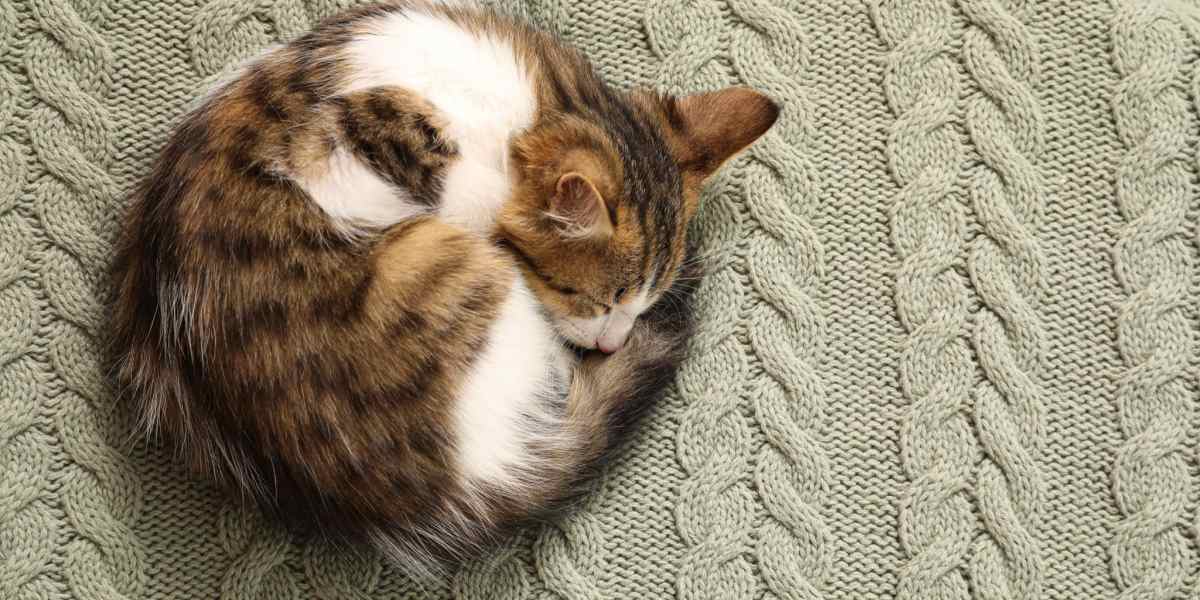 Bild einer Katze, die im Schlaf zusammengerollt ist und eine gemütliche und sichere Schlafposition verkörpert.