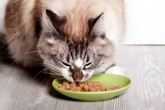 Das Bild zeigt eine Katze, die ihr Futter genießt und dabei Zufriedenheit und Konzentration zeigt.