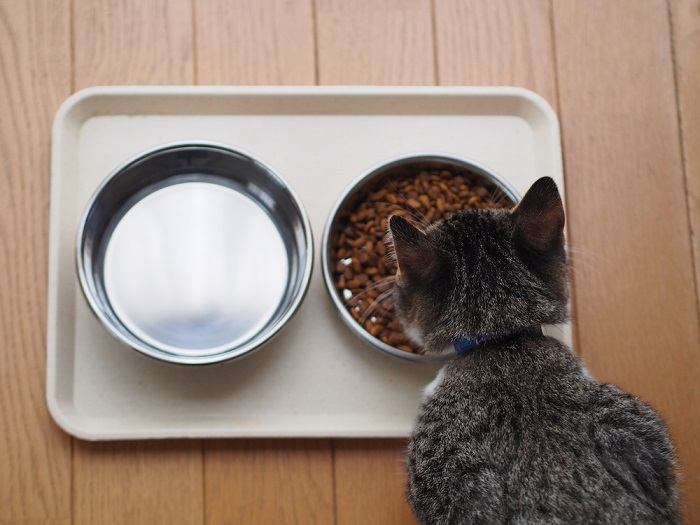 Konzentrierte Katze beim Fressen.