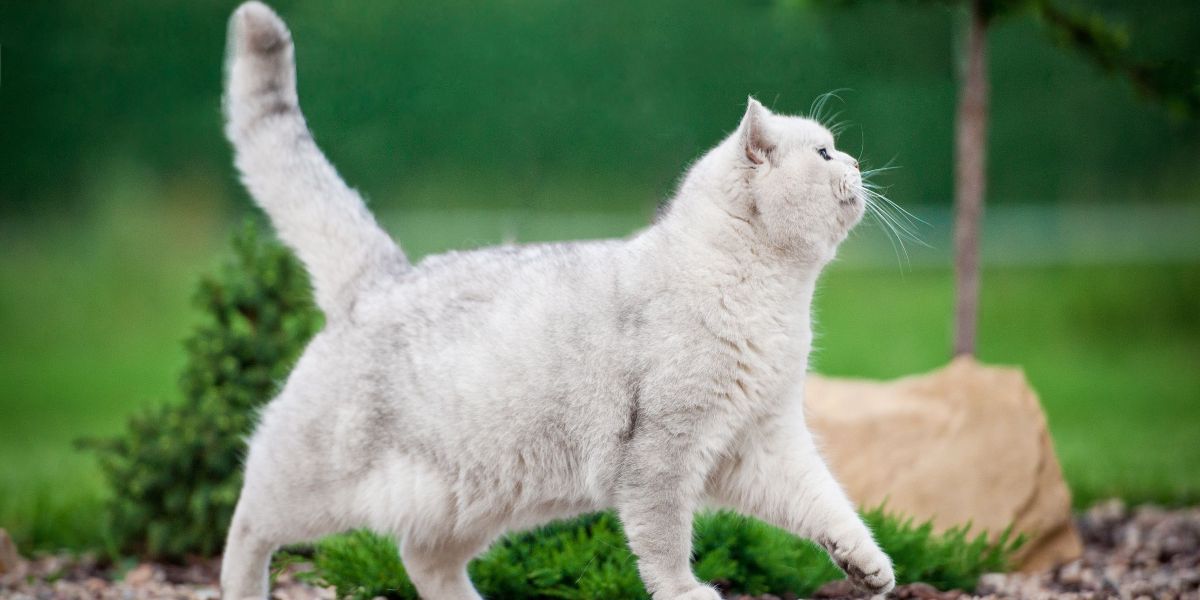 Sammlung komischer Katzenmomente, festgehalten in verschiedenen Stadien spielerischer Missgeschicke, welche ihre charmante und liebenswerte Natur hervorheben.