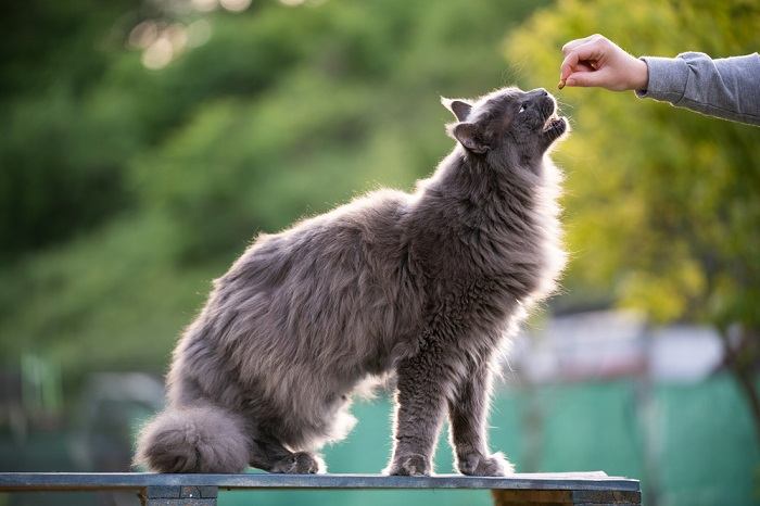 Fütterungszeit für eine Katze. Zeigt, wie wichtig nahrhafte Mahlzeiten bei der Katzenpflege sind.