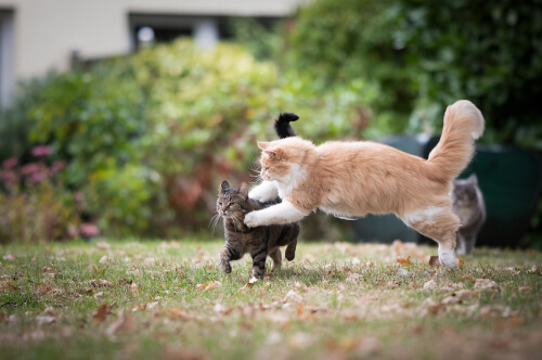 Ein intensives Bild, das zwei Katzen mitten in einem Kampf zeigt und einen Moment potenzieller Aggression und eines Konflikts zwischen den einzelnen Katzen illustriert.