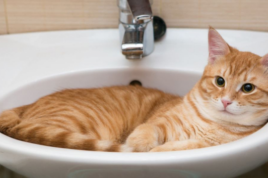 Warum folgt mir meine Katze zur Toilette?