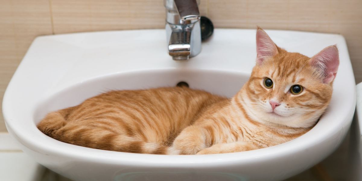 Das Bild zeigt eine Katze, die das Badezimmer erkundet und dabei ihre Aufmerksamkeit auf Toilette und Waschbecken richtet.