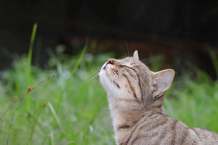 Klänge, die Katzen lieben