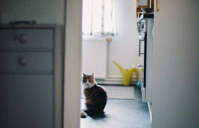 Eine Katze erkundet gemütlich das Badezimmer und strahlt Neugier aus, während sie ihre Umgebung untersucht. Dies unterstreicht die wissbegierige und abenteuerlustige Natur von Katzen.