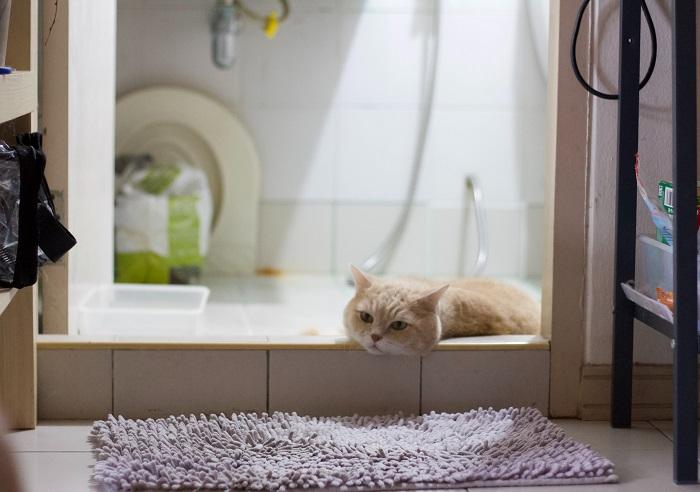 Eine Katze sitzt neugierig auf dem Waschbecken im Badezimmer, ist fasziniert von ihrer Umgebung und zeigt ihre Neigung, interessante und unkonventionelle Stellen zum Erkunden zu finden.