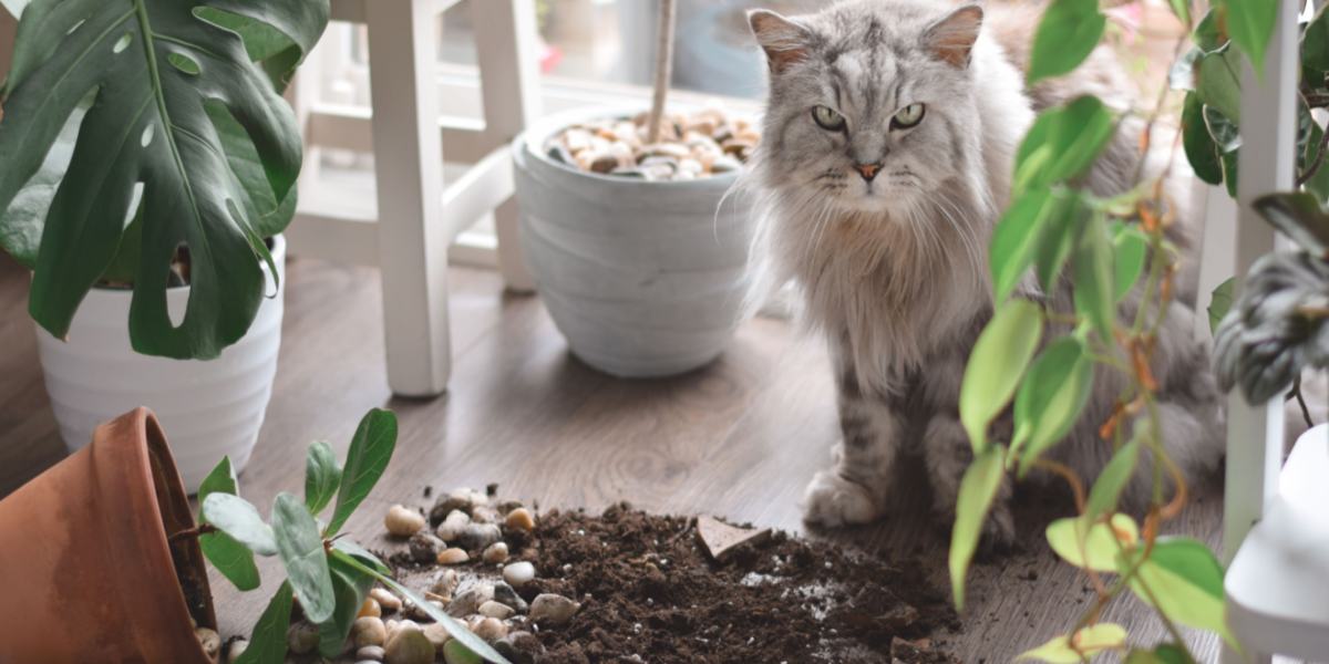 Eine verspielte Katze zeigt ihre Neugier, indem sie Dinge von einer Oberfläche stößt und so eine Mischung aus Unfug und Erkundungsdrang an den Tag legt.