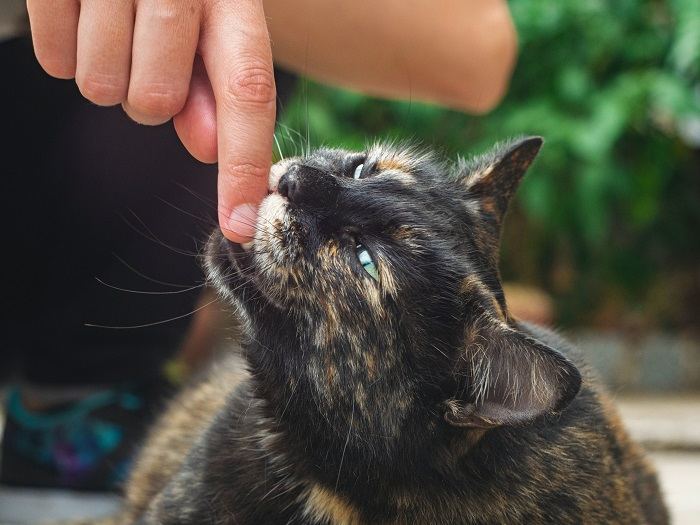 Eine Katze macht einen Liebesbiss, eine liebevolle Geste, die man oft sieht, wenn Katzen eine Bindung zueinander aufbauen oder spielen.