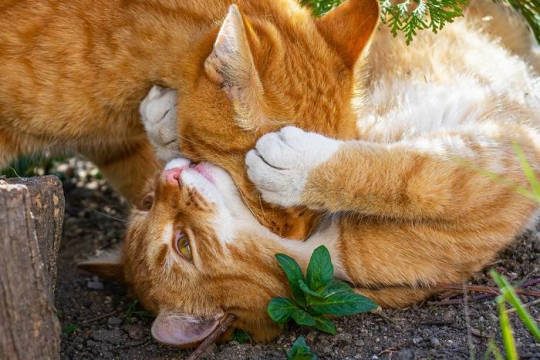 Warum beißen Katzen sich gegenseitig in den Hals?