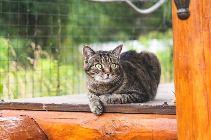 Neugierige Katze mit forschendem Gesichtsausdruck, die ihre Umgebung erkundet