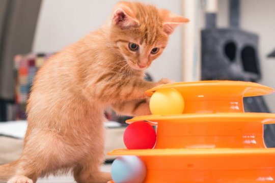 10 beliebte Katzenmythen, die von einem Tierarzt vollständig entlarvt wurden