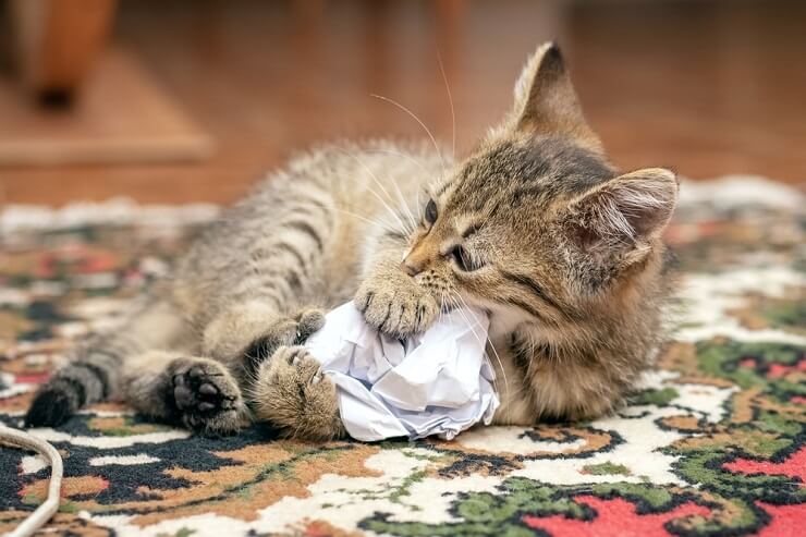 Eine zufriedene, spielende Katze, die mit offensichtlichem Vergnügen nach einem zerknüllten Stück Papier schlägt und damit die einfachen Freuden veranschaulicht, die die verspielte Natur einer Katze ausmachen.