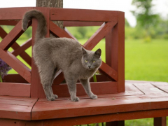 Cat exhibiting the classic behavior of raising its butt, highlighting their communication through body language.