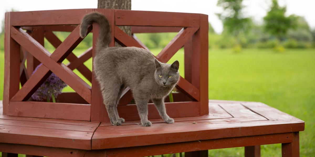 Eine Katze zeigt das klassische Verhalten, indem sie ihren Hintern hochhebt und so ihre Kommunikation über die Körpersprache unterstreicht.