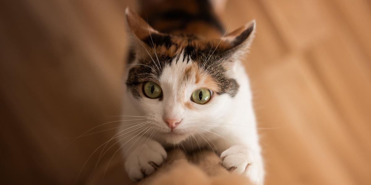 Das Bild zeigt eine Katze beim Kratzen, wobei sie ihre Krallen nutzt, um ihr Revier zu verteidigen und sich zu bewegen, und dabei ihre natürlichen Katzeninstinkte zeigt.