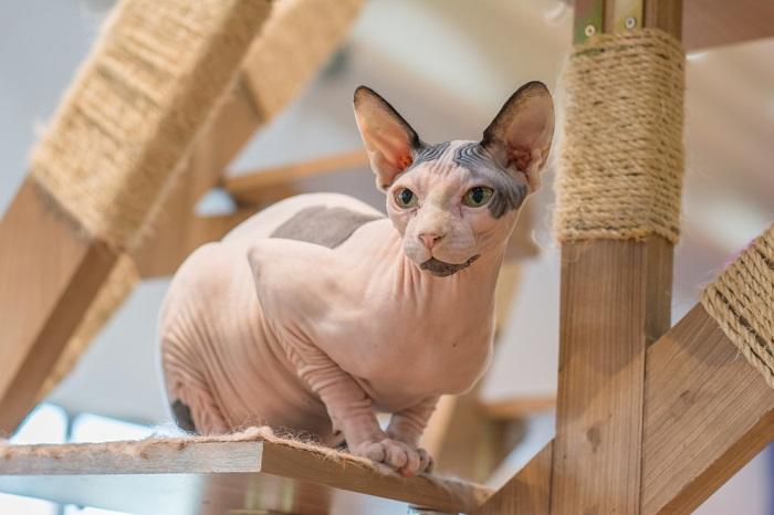 Ein Bild einer zufriedenen Katze, die bequem in einem Kratzbaum sitzt und einen gemütlichen Sitzplatz und einen Aussichtspunkt zur Beobachtung ihrer Umgebung genießt.