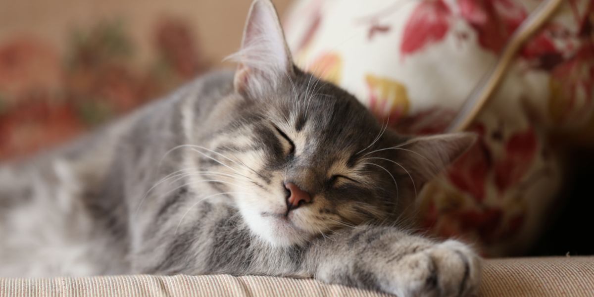 Bild einer friedlich schlafenden Katze, das einen Moment der Ruhe und Geborgenheit im Schlummer einfängt.