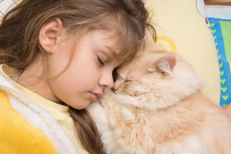 Das Bild zeigt eine Katze in einer erholsamen Schlafposition mit eingezogenem Kopf und zeigt ihre Fähigkeit, eine gemütliche und sichere Schlafposition einzunehmen.