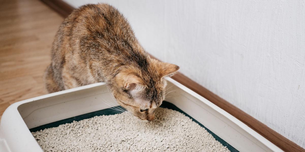 Ein Bild, das eine neugierige Katze in der Nähe einer Katzentoilette zeigt, wie sie ihre Umgebung beschnuppert und erkundet.