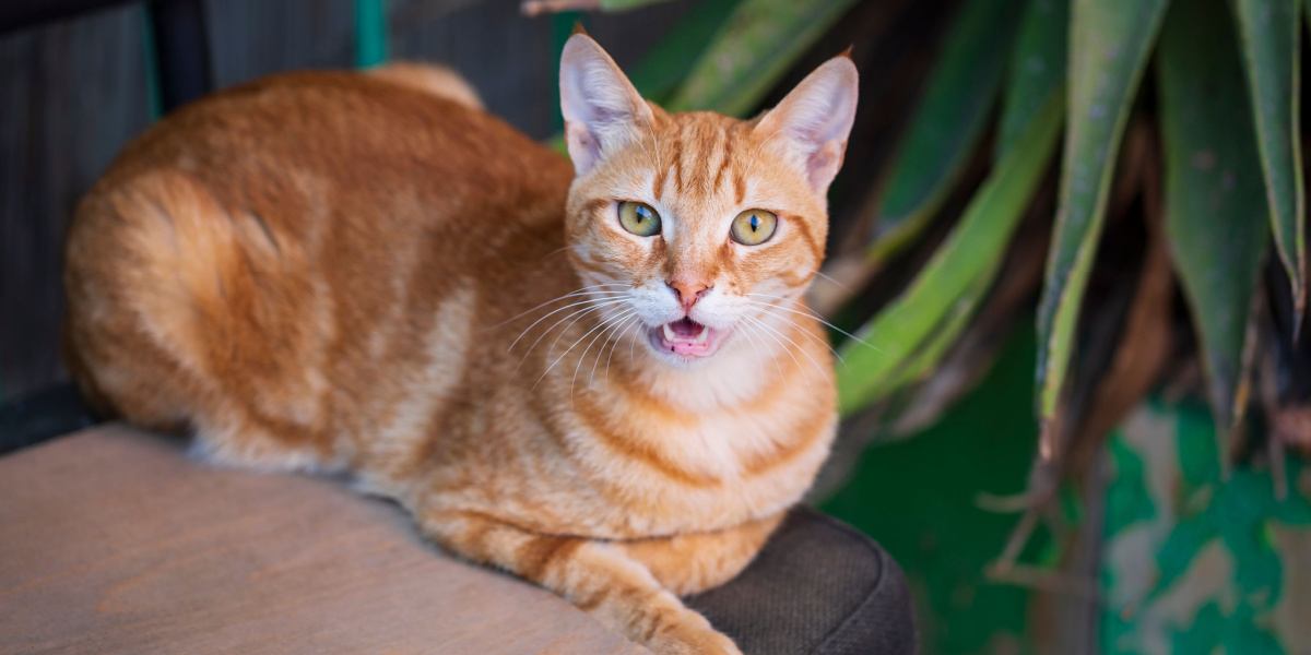 Orangefarbene Katze mit verspieltem Gesichtsausdruck und flauschigem Fell, die auf einem Stuhl sitzt und mit der Pfote an ihrer Nase kratzt, was möglicherweise auf eine allergische Reaktion hindeutet.