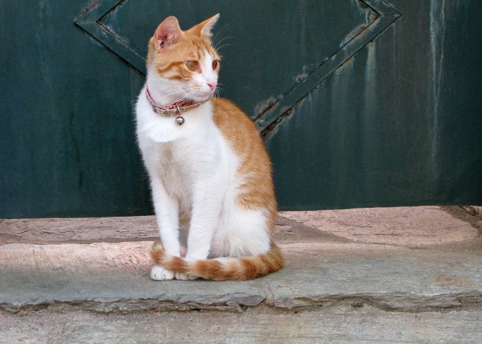 Katze sitzt mit einem Glöckchenhalsband