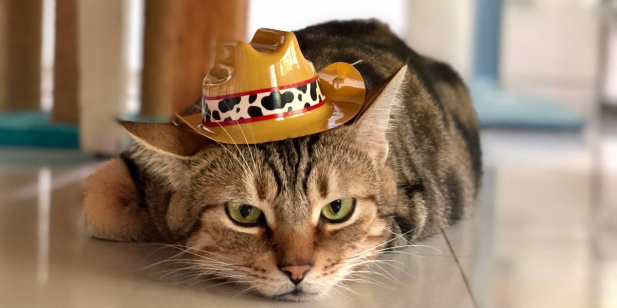 Cowboy-Katze in einem komprimierten Bild, die einen verspielten und lebenslustigen Geist verkörpert