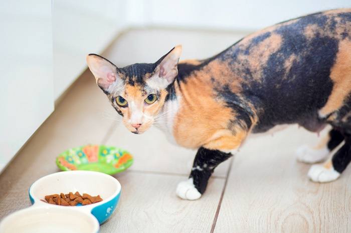 Devon Rex Katze beim Fressen.