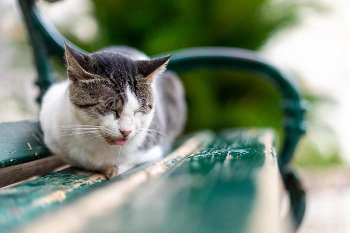 Bild einer sabbernden Katze, möglicherweise aufgrund verschiedener Faktoren wie Aufregung, Übelkeit, Zahnproblemen oder anderen gesundheitlichen Problemen.