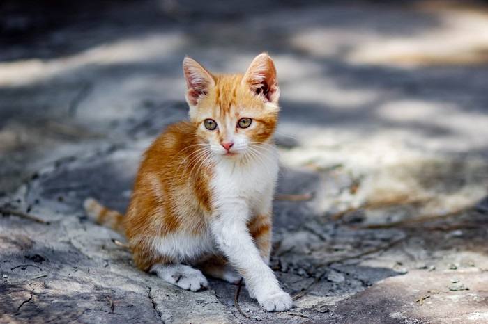 Weibliche Katze strahlt Eleganz und Anmut aus