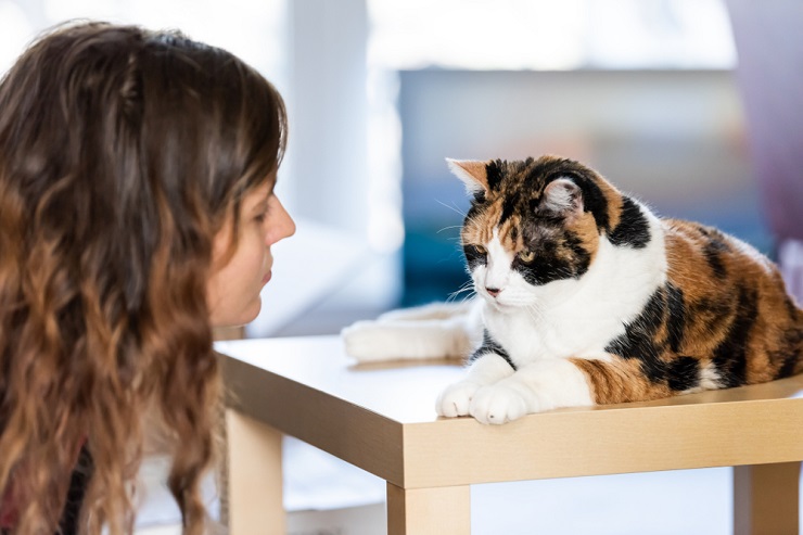 Eine Katze, die neben einer Uhr sitzt und betont, wie wichtig es ist, Zeit mit Ihrem Katzengefährten zu verbringen.