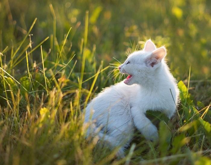 Ein wildes junges Kätzchen mit struppigem Fell und Abwehrfauchen, das sich einer wahrgenommenen Herausforderung mutig stellt und die instinktive Natur des Katzenverhaltens verkörpert.